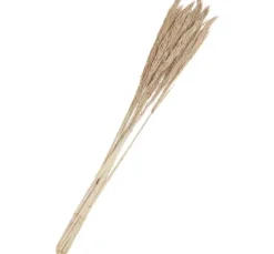Trockenblumen "Sanmuga Grass"