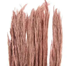 Trockenblumen 