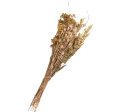 Trockenblumen Set 