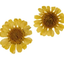 Trockenblumen Sortiment, 9 Tiegel