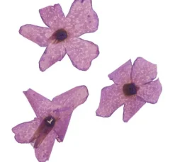Trockenblumen Sortiment, 9 Tiegel