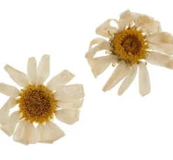 Trockenblumen Sortiment, 9 Tiegel