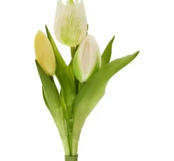 Tulpen-Bund "Sally"
