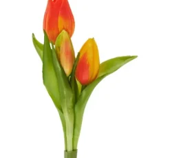 Tulpen-Bund "Sally"