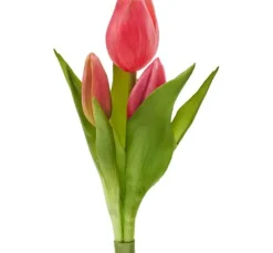 Tulpen-Bund 