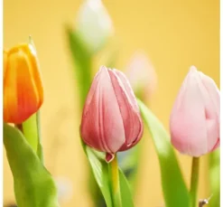 Tulpen-Bund 