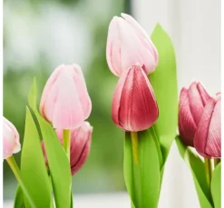 VBS Tulpe 