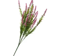 Veronica-Strauch