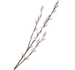 Weidenkätzchen Zweig