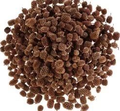 Zapfen Casuarina