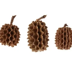 Zapfen Casuarina